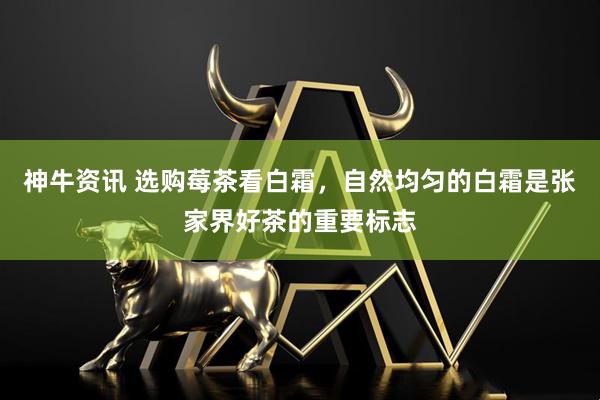 神牛资讯 选购莓茶看白霜，自然均匀的白霜是张家界好茶的重要标志