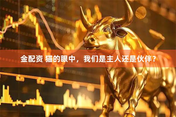 金配资 猫的眼中，我们是主人还是伙伴？